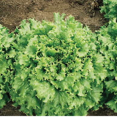 Tropicana Organic Pelleted Lettuce Seed - (Oz)