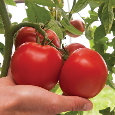 Bigdena (F1) Tomato Seed - (15 Seeds / pack)